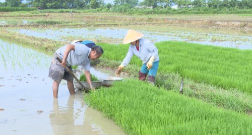 Tập trung chỉ đạo gieo cấy theo khung lịch thời vụ và cấy giống lúa trong cơ cấu