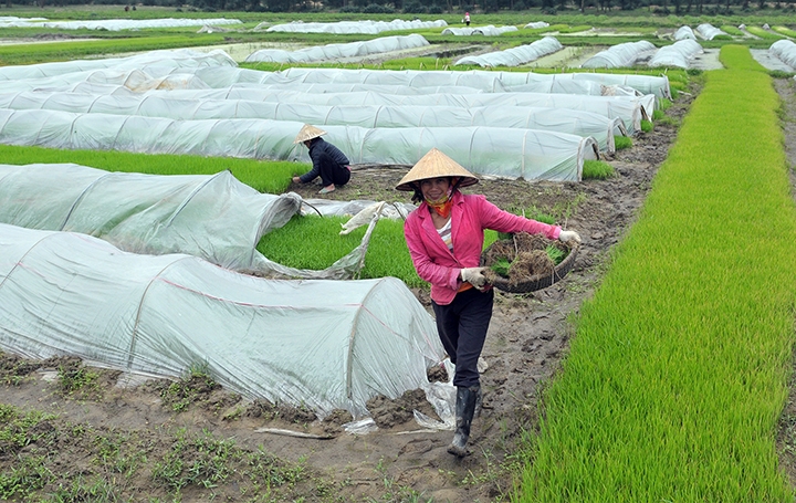 Tăng cường các biện pháp phòng, chống rét cho lúa Đông Xuân