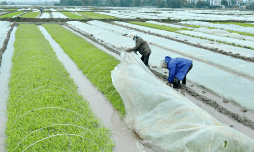 Nam Sách tăng cường phòng chống rét cho diện tích lúa đông xuân