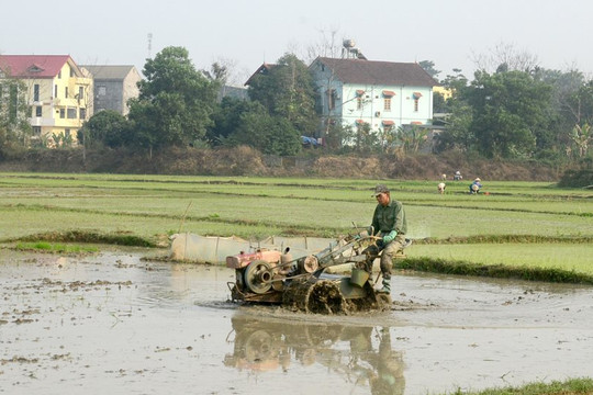 Nam Sách diện tích cấy máy vụ Chiêm Xuân tăng 165ha