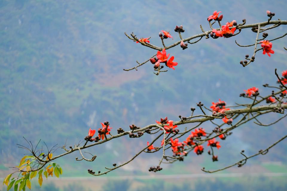 Đẹp hút hồn mùa hoa gạo rực đỏ núi rừng Hà Giang 