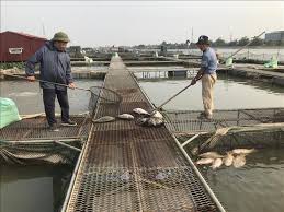 Cần hạn chế tình trạng bỏ cá chết trôi trên sông