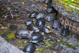 98 cá thể rùa quý hiếm được thả về môi trường rừng tự nhiên