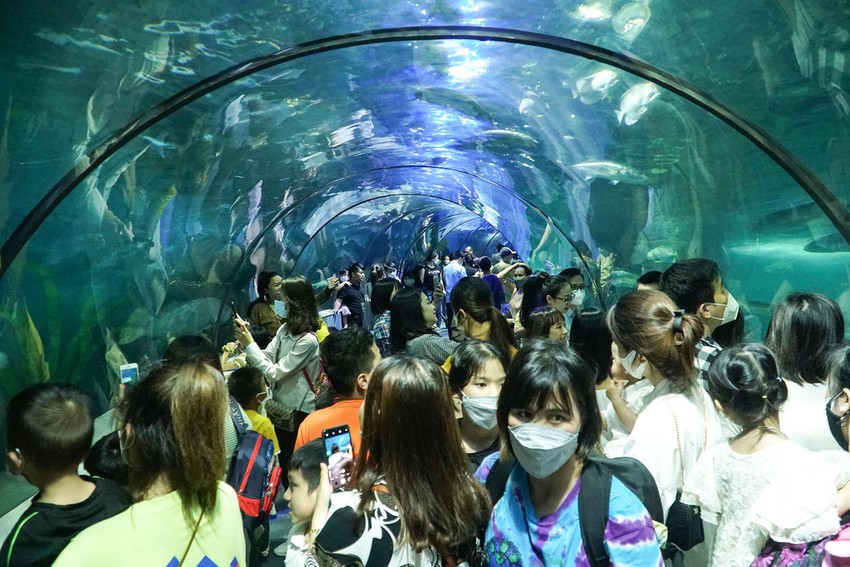 Hà Nội: Hàng vạn người tham quan thủy cung lớn nhất cả nước dịp nghỉ lễ 