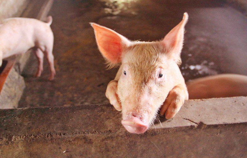 Giá lợn hơi hôm nay 2/5: Dao động trong khoảng từ 53.000 đồng/kg đến 58.000 đồng/kg 