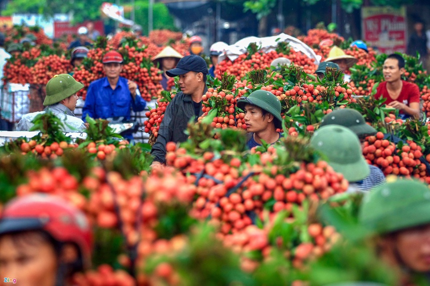 Bắc Giang tính đến kịch bản xấu nhất để tiêu thụ vải thiều