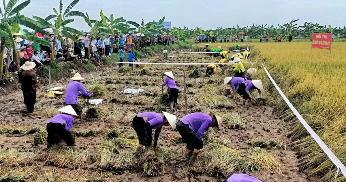 Chuẩn bị tổ chức Lễ hội thu hoạch lúa hữu cơ bãi rươi Tứ Kỳ