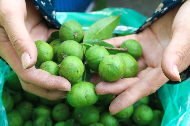 Những cuộc mưu sinh trên cành sấu ngày hè