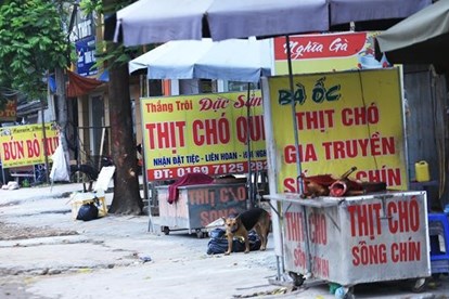 VIDEO: Tăng cường kiểm soát dịch đối với các cửa hàng kinh doanh thịt chó, mèo