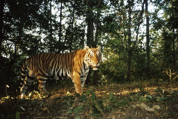   Thông tin mới về vụ hổ tự nhiên xuất hiện ở Vườn quốc gia Phong Nha - Kẻ Bàng 