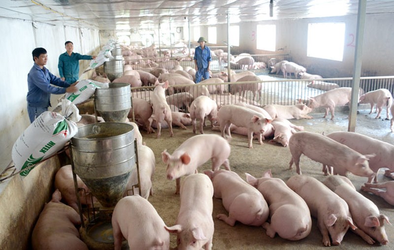 Nắm sát diễn biến thị trường, đảm bảo nguồn cung thịt lợn 