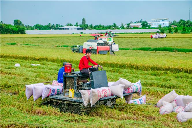 Tháo gỡ nút thắt vận hành chuỗi thu mua lúa gạo 