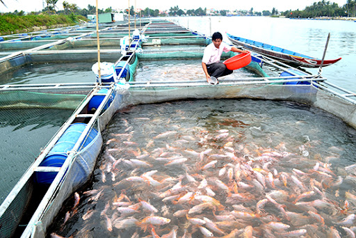 Tháo gỡ khó khăn trong tiêu thụ sản phẩm cá lồng