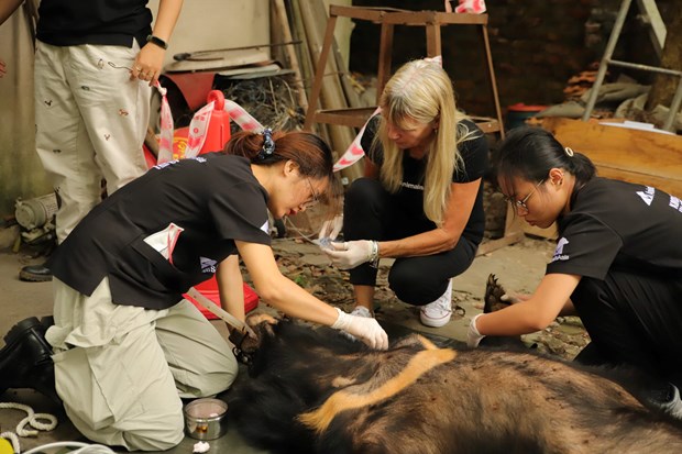 Cứu hộ cá thể gấu cuối cùng tại Hải Dương về ‘ngôi nhà gấu’ Việt Nam
