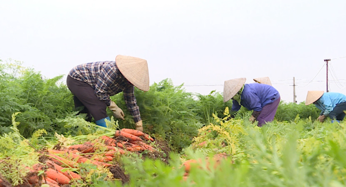 CÀ RỐT BẮT ĐẦU CHO THU HOẠCH, NÔNG DÂN THU LÃI TỪ 6 ĐẾN 6,5 TRIỆU ĐỒNG 1 SÀO