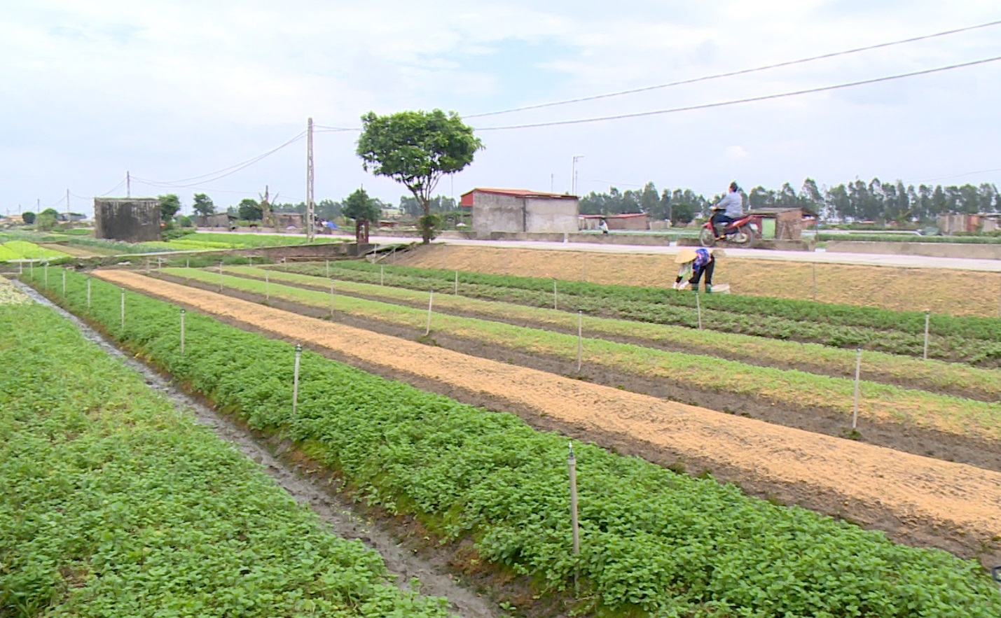 PHẠM KHA CHUẨN BỊ RAU CỦ CUNG ỨNG DỊP TẾT