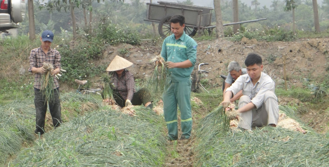 LẦN ĐẦU TIÊN THỊ XÃ KINH MÔN TỔ CHỨC LỄ HỘI THU HOẠCH HÀNH, TỎI NĂM 2024