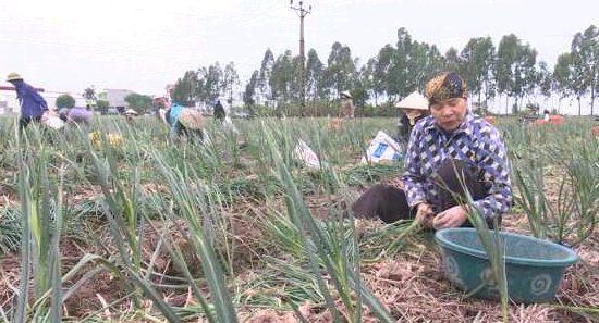 Đầu xuân năm mới nông dân Kinh Môn thu hoạch hành, tỏi
