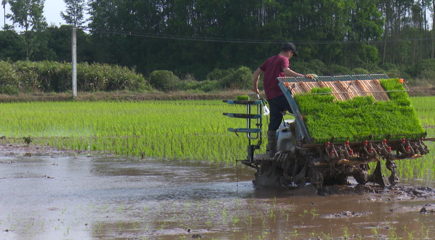  Kim Thành xây dựng 23 mô hình cấy lúa bằng máy trong vụ Đông Xuân