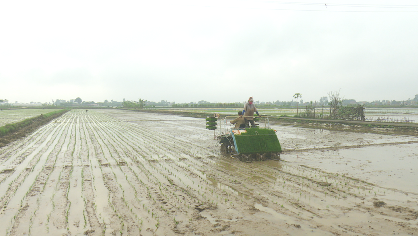 Bình Giang đẩy mạnh sản xuất mạ khay phục vụ cấy lúa bằng máy