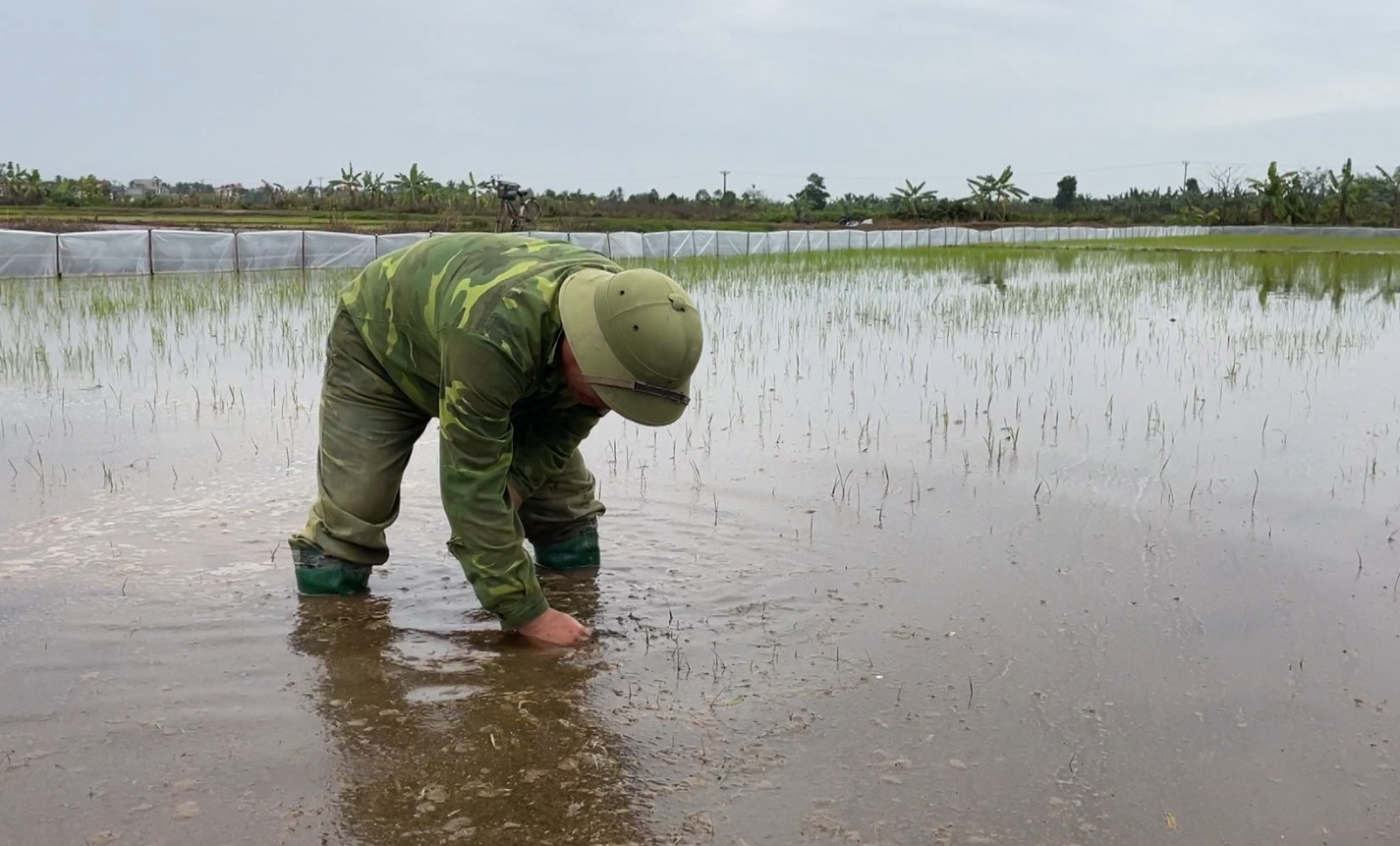 Tứ Kỳ nhiều diện tích lúa đông xuân bị chết chưa rõ nguyên nhân