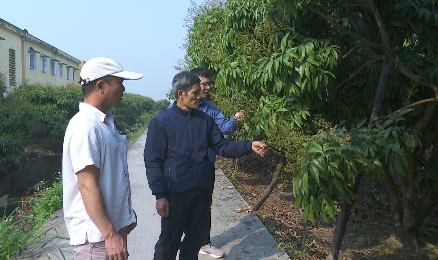 ĐHCNN: Hiệu quả thuốc Ridolmin trừ bệnh sương mai hại vải