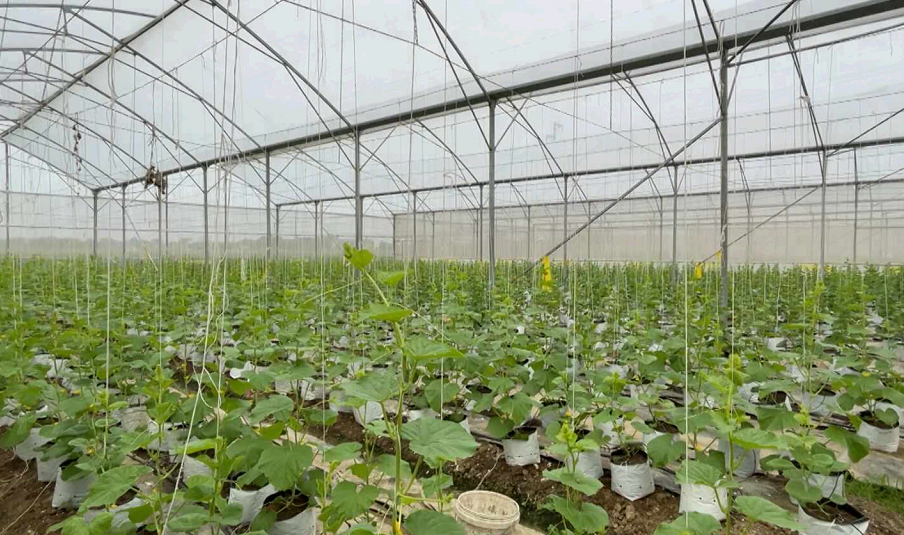 Ninh Giang thúc đẩy sản xuất nông nghiệp ứng dụng công nghệ cao