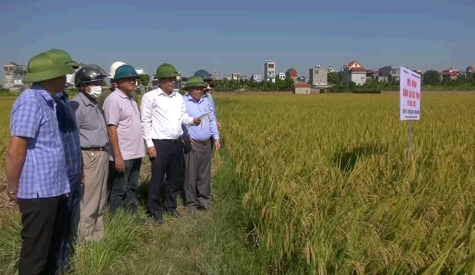 Hiệu quả sản xuất giống lúa Bắc Thịnh gắn với bao tiêu sản phẩm