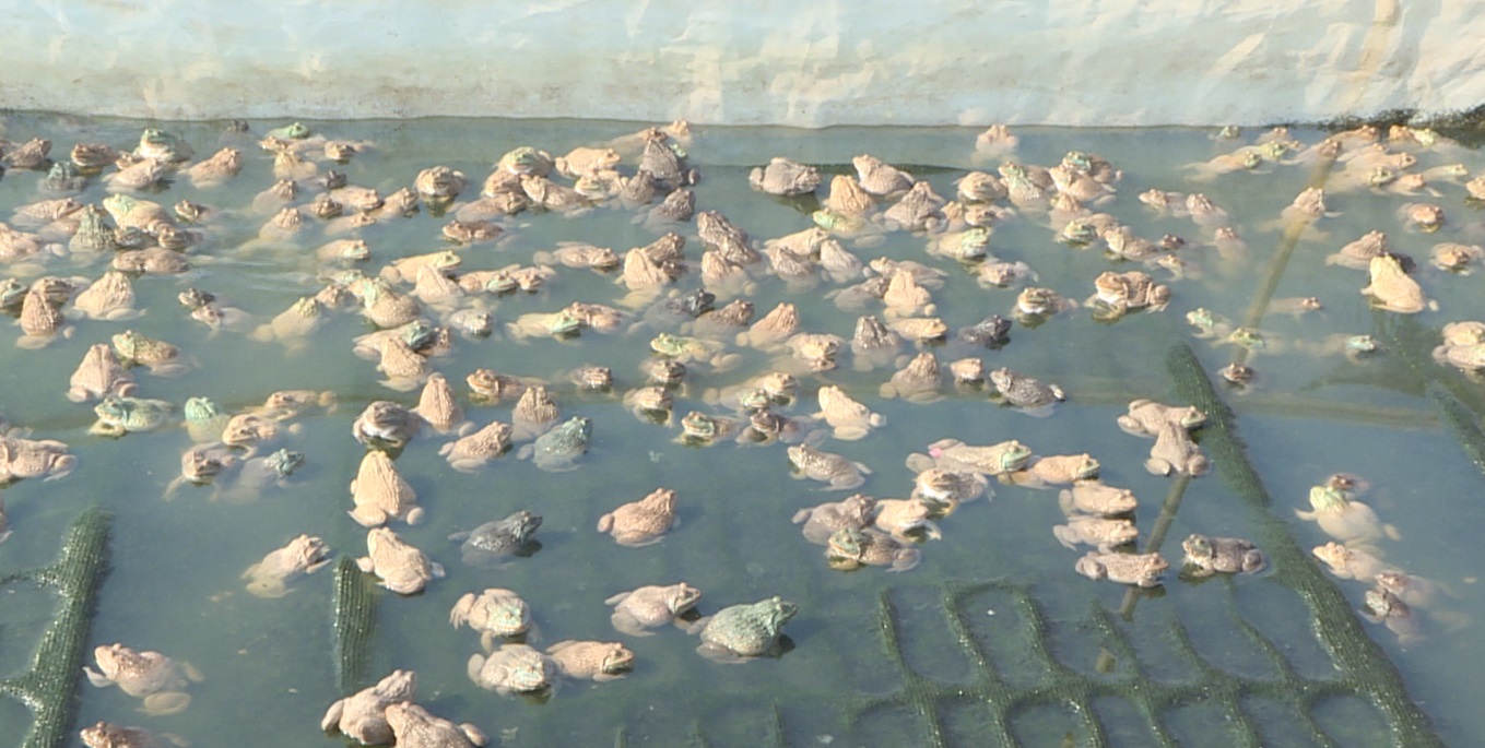 Nuôi ếch Thái Lan kết hợp với nuôi cá rô đồng cho hiệu quả kinh tế cao
