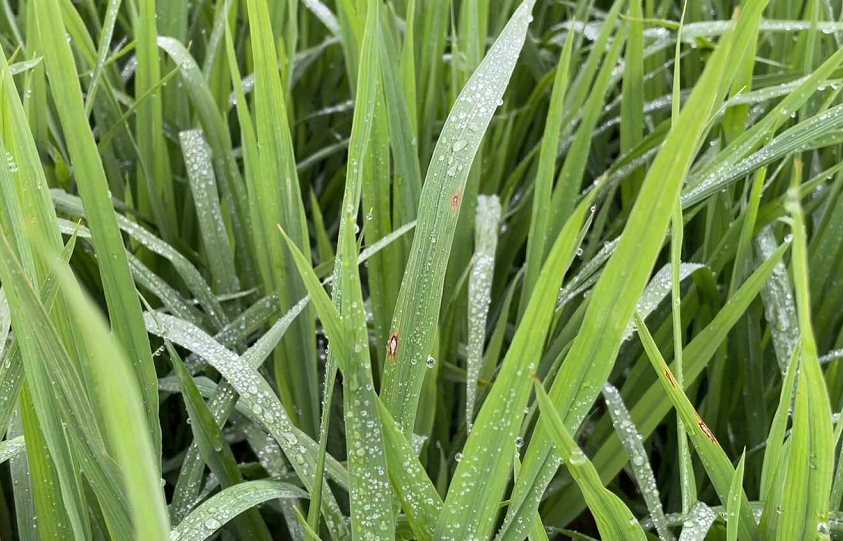 Phòng trừ bệnh đạo ôn lá gây hại lúa Đông Xuân