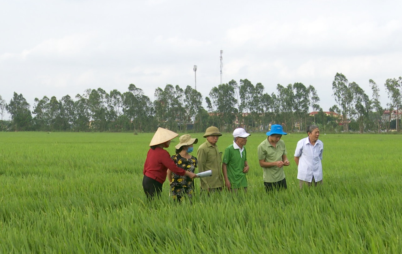 ĐỒNG HÀNH CÙNG NHÀ NÔNG: Phòng trừ sâu bệnh cho lúa xuân giai đoạn thấp tho trỗ