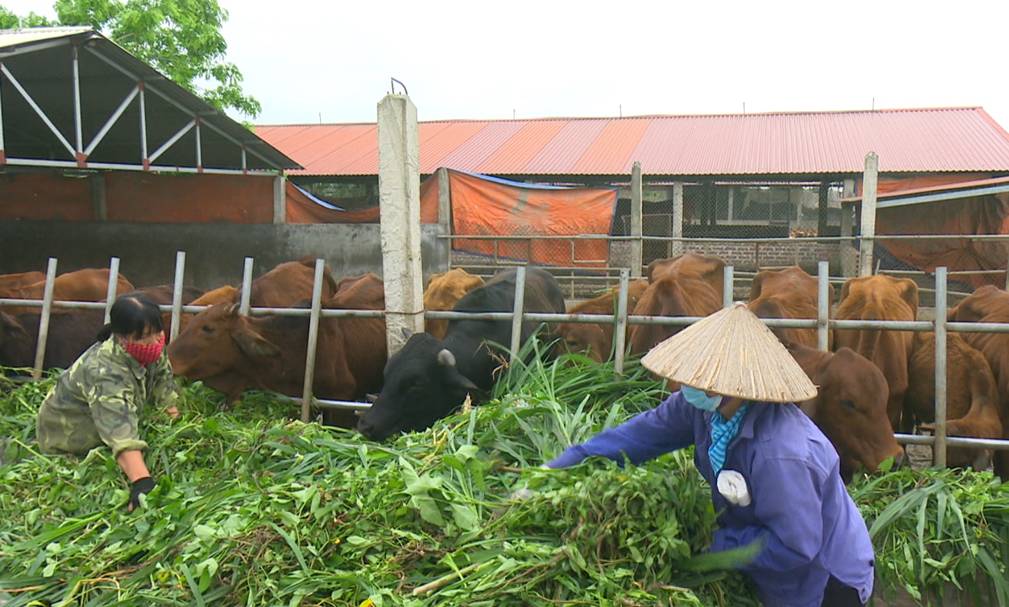 Hiệu quả nông nghiệp tuần hoàn và định hướng phát triển