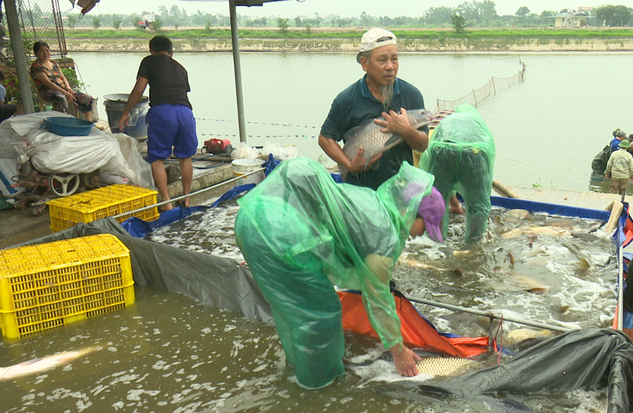 Hợp tác xã phát huy vai trò trụ đỡ cho kinh tế hộ