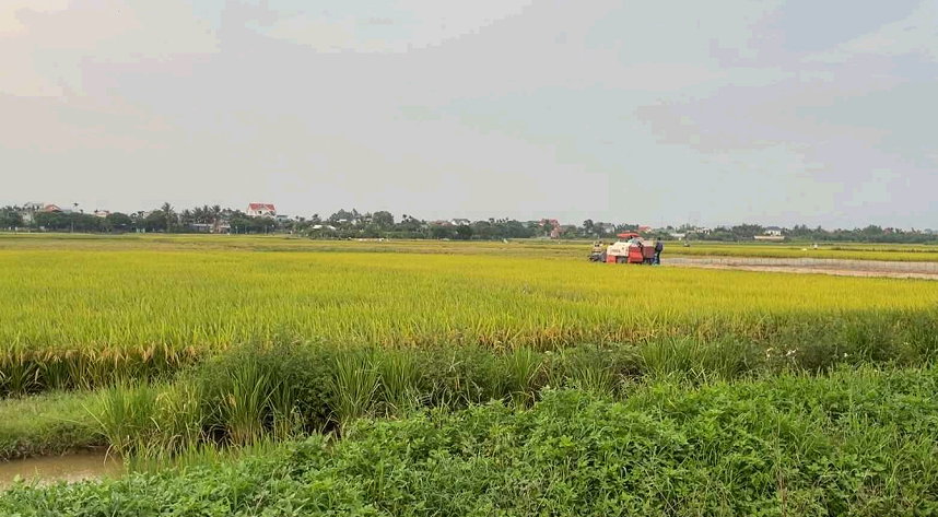 Kim Thành năng suất lúa Đông Xuân cao nhất tỉnh