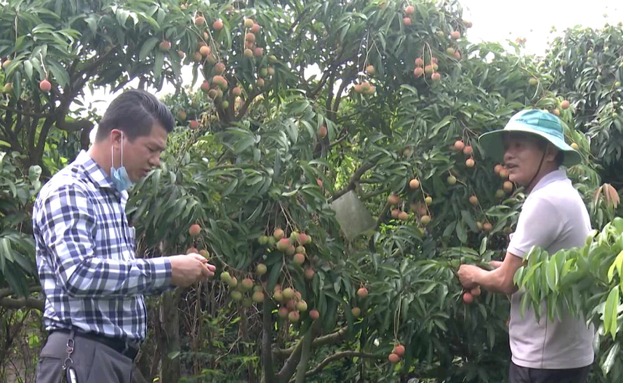 CHÂN DUNG CUỘC SỐNG: Người đầu tiên trồng vải xuất khẩu đi Nhật Bản