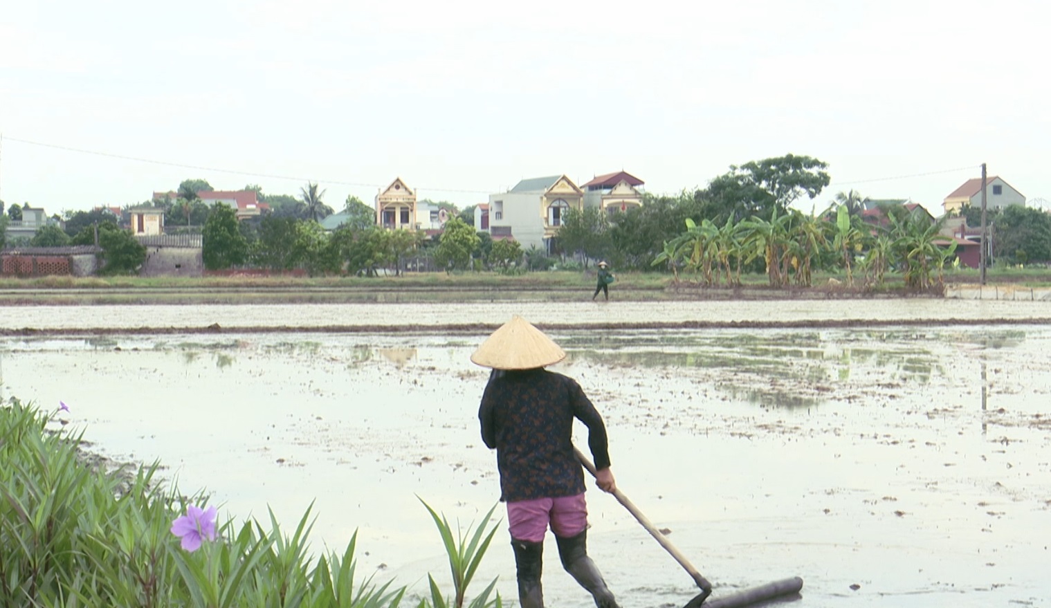 ĐỒNG HÀNH CÙNG NHÀ NÔNG: Phòng trừ cỏ tiền nảy mầm cho lúa gieo thẳng