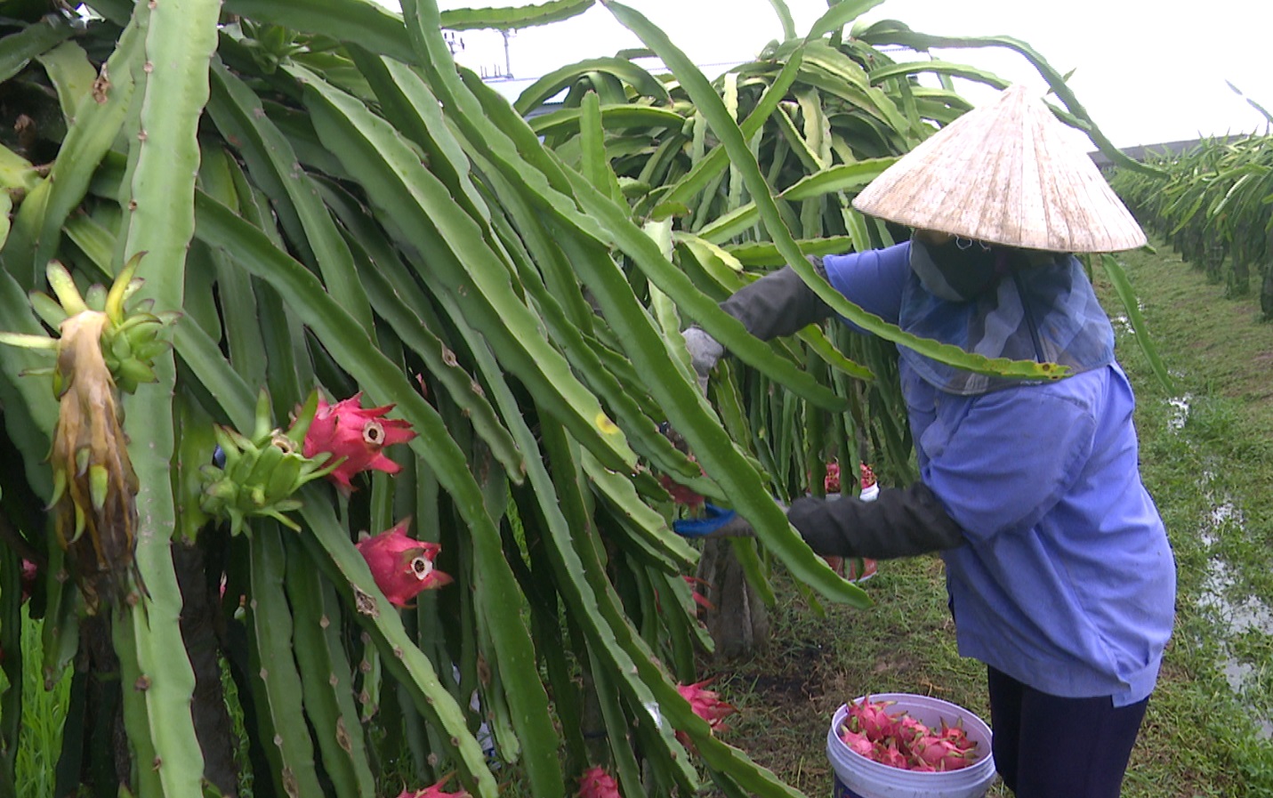 Gần 800ha cây ăn quả được cấp chứng nhận VietGap, GlobalGap 