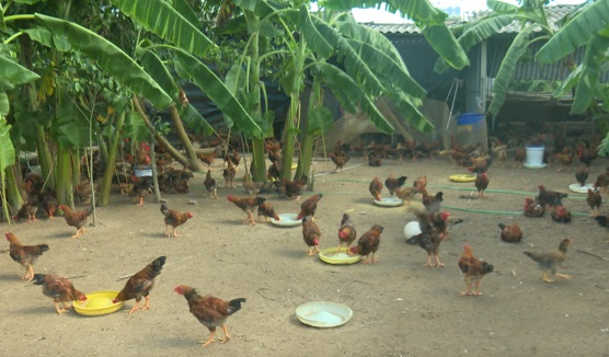 Nông dân xã Tân An nuôi gà Hồ, gà ri thả vườn thu lãi cao