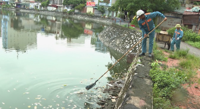 CÁ CHẾT HÀNG LOẠT TẠI MỘT SỐ HỒ Ở THÀNH PHỐ HẢI DƯƠNG