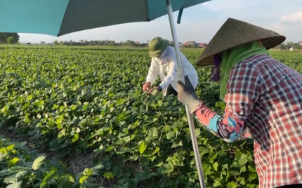 Kim Thành diện tích trồng củ đậu giảm hơn 100ha