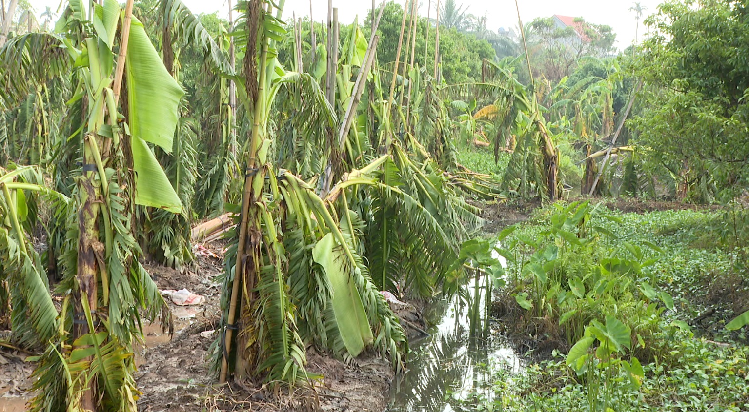 THANH HÀ NỖ LỰC CỨU CÂY ĂN QUẢ BỊ ÚNG NGẬP