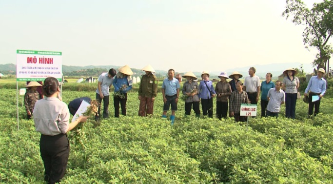 GIỐNG LẠC L29 CHO NĂNG SUẤT CAO, GÓP PHẦN BẢO VỆ MÔI TRƯỜNG