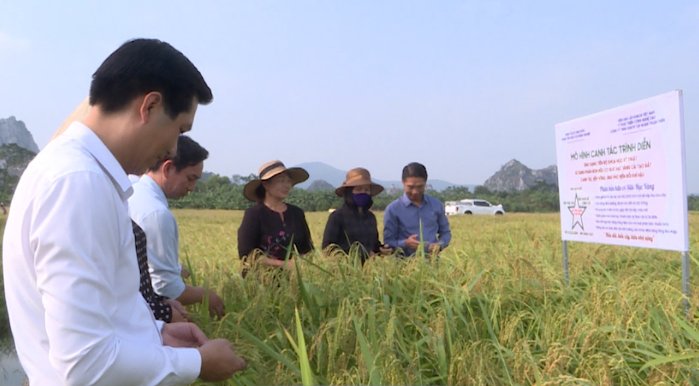 MÔ HÌNH CANH TÁC LÚA NẾP CÁI HOA VÀNG KINH MÔN ỨNG PHÓ BIẾN ĐỔI KHÍ HẬU