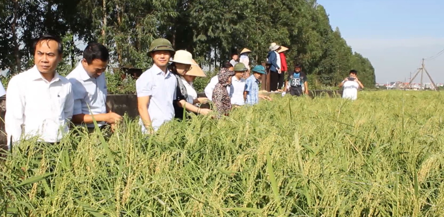 PHỤC TRÁNG, KHAI THÁC VÀ PHÁT TRIỂN BỀN VỮNG GIỐNG LÚA NẾP CÁI HOA VÀNG KINH MÔN