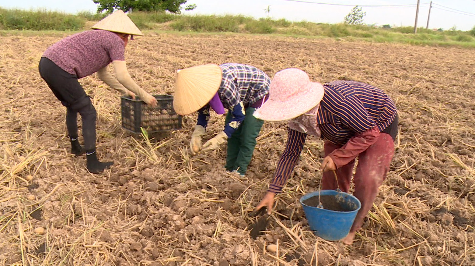 MƯỢN RUỘNG SẢN XUẤT KHOAI TÂY THEO HÌNH THỨC LIÊN KẾT Ở THANH MIỆN