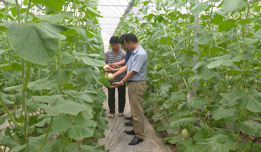 BÌNH GIANG CÓ HƠN 17 NGHÌN MÉT VUÔNG NHÀ MÀNG, NHÀ LƯỚI SẢN XUẤT NÔNG NGHIỆP