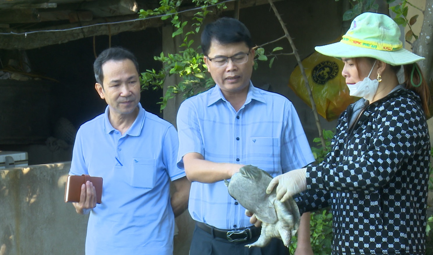 ĐỒNG HÀNH CÙNG NHÀ NÔNG: KỸ THUẬT NUÔI BA BA THƯƠNG PHẨM