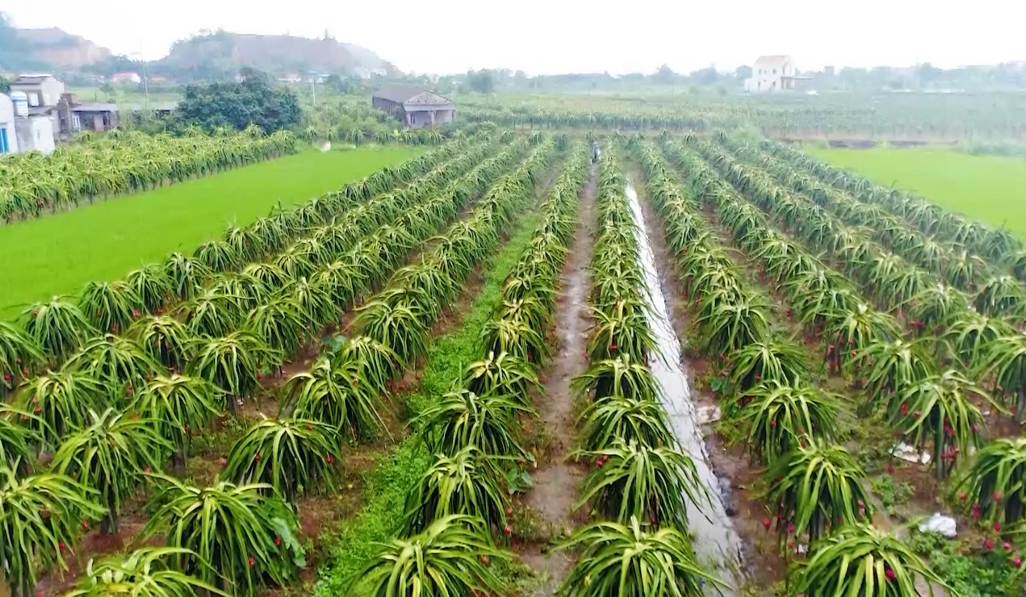 THÚC ĐẨY CHUYỂN ĐỔI SỐ TRÊN LĨNH VỰC NÔNG NGHIỆP, NÔNG THÔN