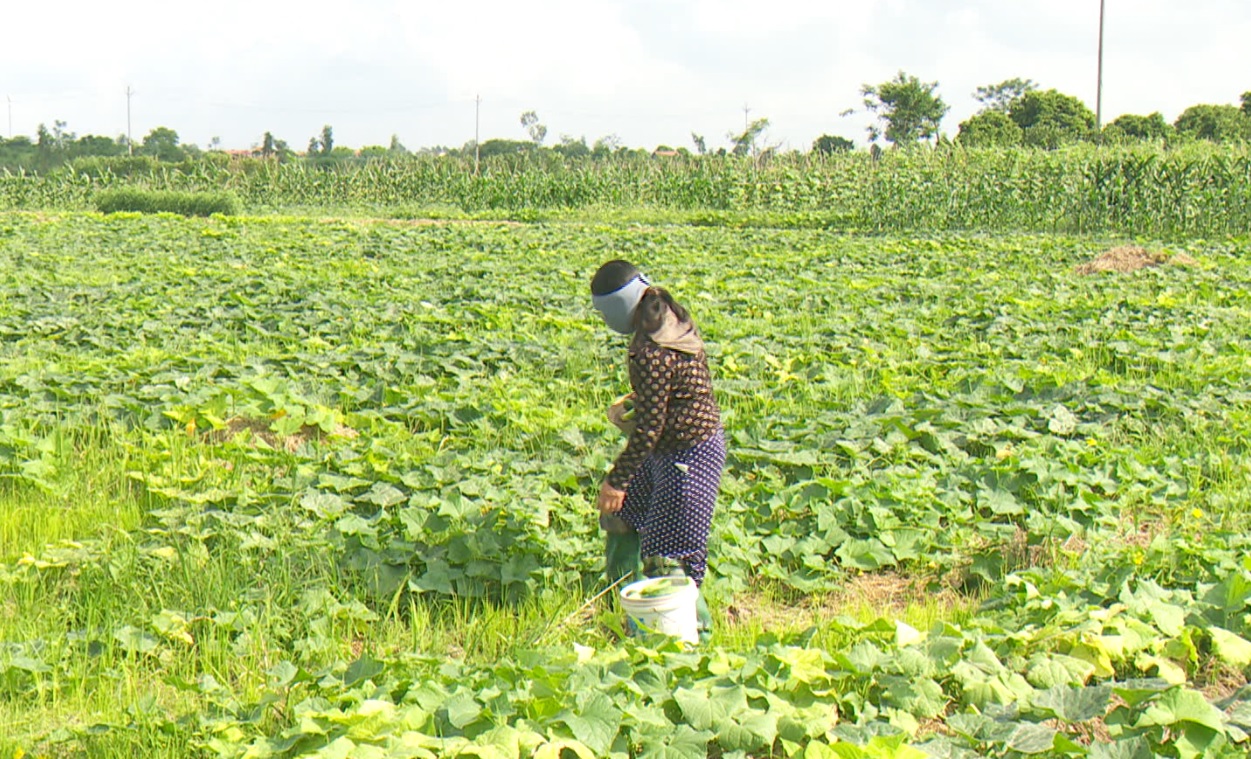 ĐỒNG HÀNH CÙNG NHÀ NÔNG: PHÒNG TRỪ BỆNH SƯƠNG MAI TRÊN RAU MÀU