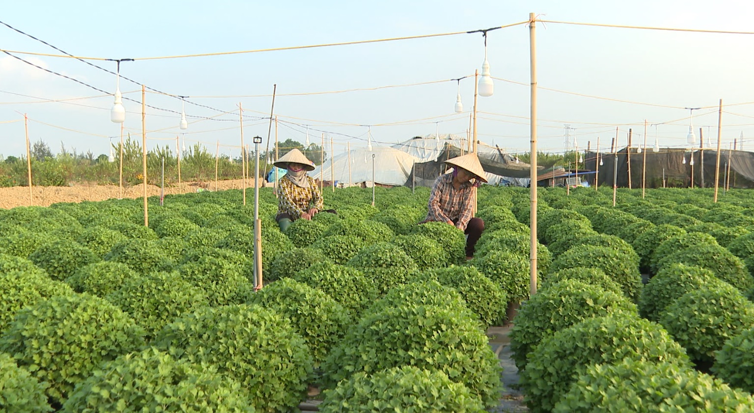 NÔNG DÂN THÀNH PHỐ HẢI DƯƠNG CHUẨN BỊ HOA, CÂY CẢNH PHỤC VỤ TẾT 